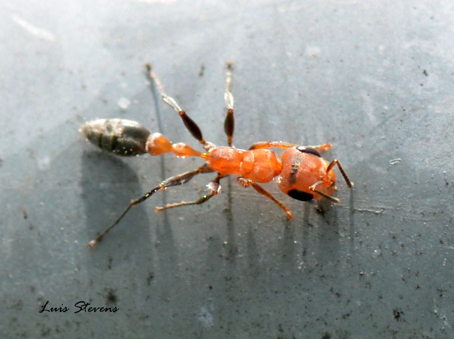 Pseudomyrmex Ant