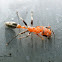 Pseudomyrmex Ant