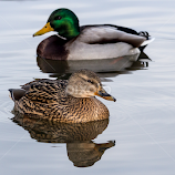 Mr. and Mrs. Mallard by Tore Tangen -  