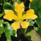 Ivy-leaf Goodenia