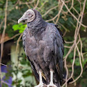 Urubu-de-cabeça-preta(Black Vulture)
