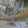 black spiny-tailed iguana, black iguana, or black Ctenosaur