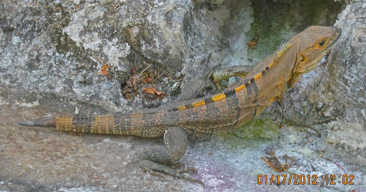 black spiny-tailed iguana, black iguana, or black Ctenosaur