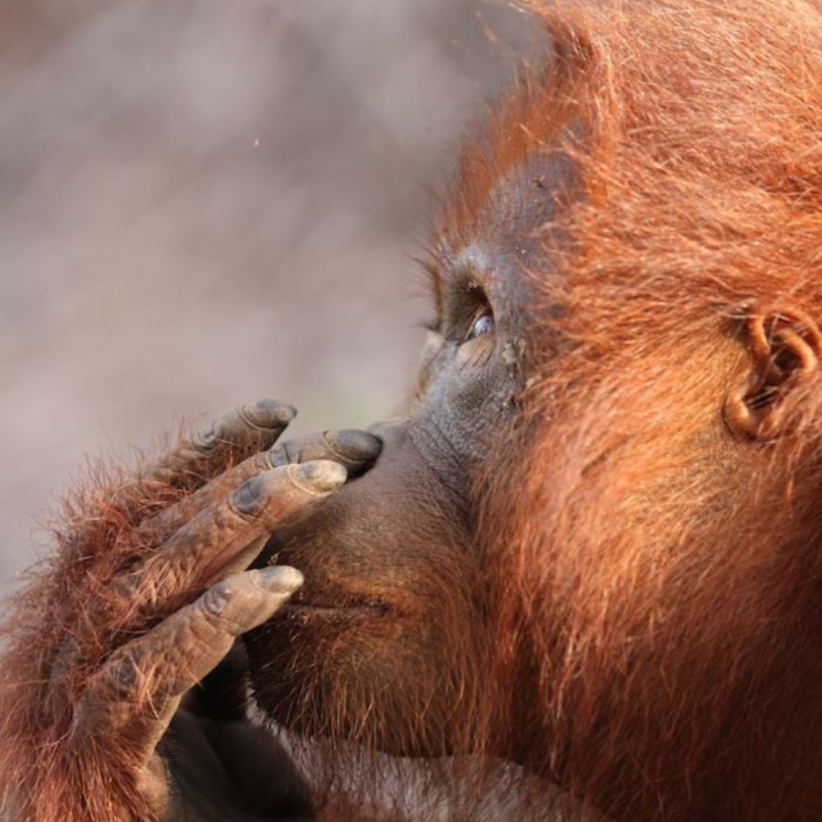 Bornean Orangutan