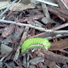 Io Moth (caterpillar)