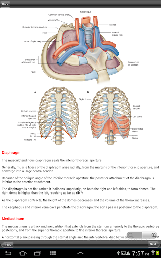 【免費醫療App】Gray's Back and Thorax-APP點子