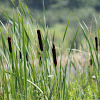 cattail