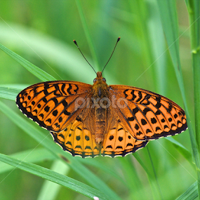 Brown butterfly by Doug & Coleen Walkey - Animals Insects & Spiders