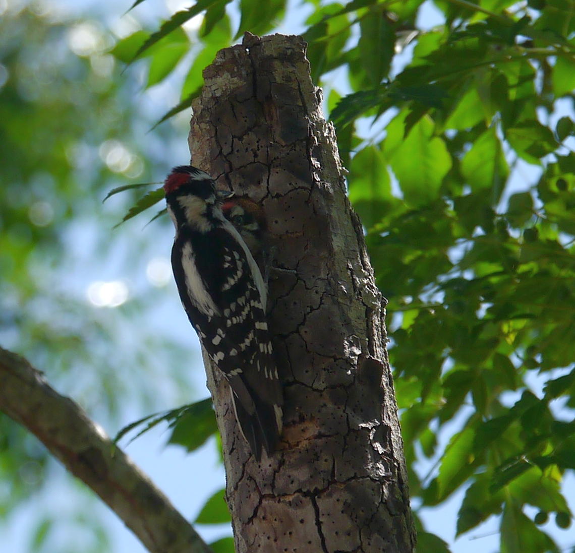Downy Woodpecker (chicks)