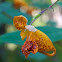 Orange Jewelweed