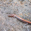 Red Back Salamander