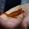 Red-spotted Newt, Red Eft