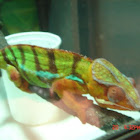 Side-striped Chameleon