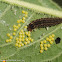 Soldier beetle larva & unidentified eggs