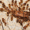 False honey ants (consuming a harvestman)