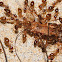 False honey ants (consuming a harvestman)