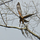 Red-shouldered Hawk