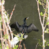 Cormorant