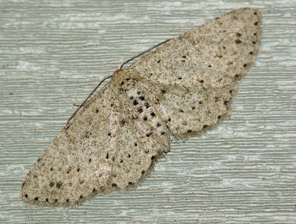 Dotted Gray Moth