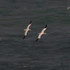 The northern gannet