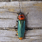 Cantharid beetle