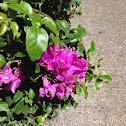 Bougainvillea