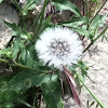 Common Dandelion