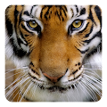 Tiger Live Wallpaper by Live Wallpapers Ultra Apk