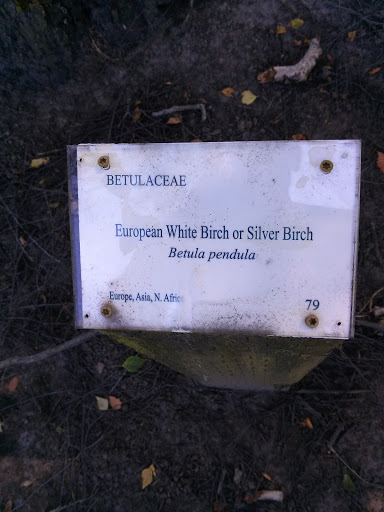 European White Birch