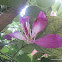 Butterfly tree, Pink butterfly tree, Purple bauhinia, Purple butterfly tree, Purple orchid tree