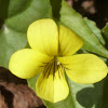 Halberd-leaf Violet
