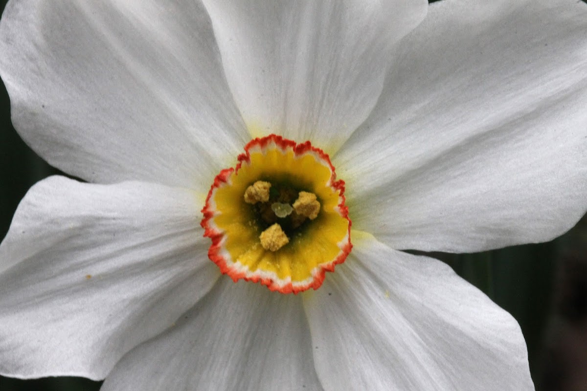 Poet's Daffodil, Pheasant's Eye
