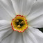 Poet's Daffodil, Pheasant's Eye