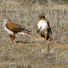 Red Tail Hawk and Ferruginous Hawk