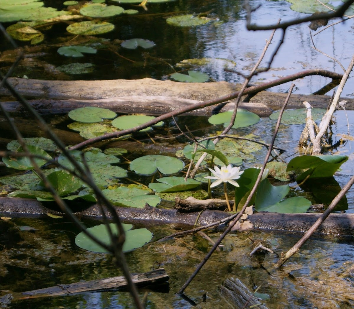 European White Waterlily