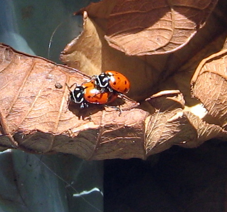 Joaninha -Convergent Lady Beetle