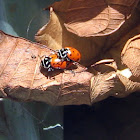 Joaninha -Convergent Lady Beetle