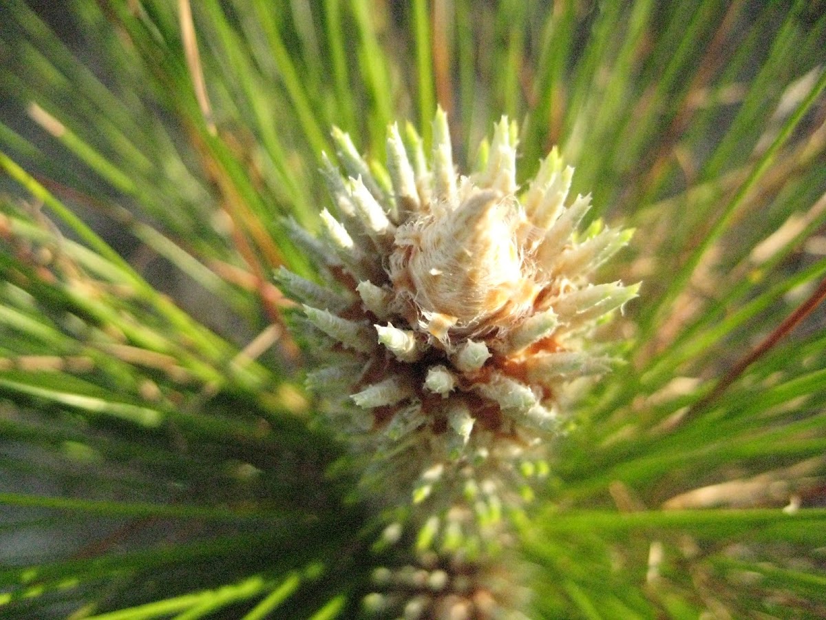 Longleaf pine