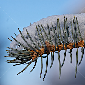 Spruce Branch by Doug & Coleen Walkey - Nature Up Close Trees & Bushes