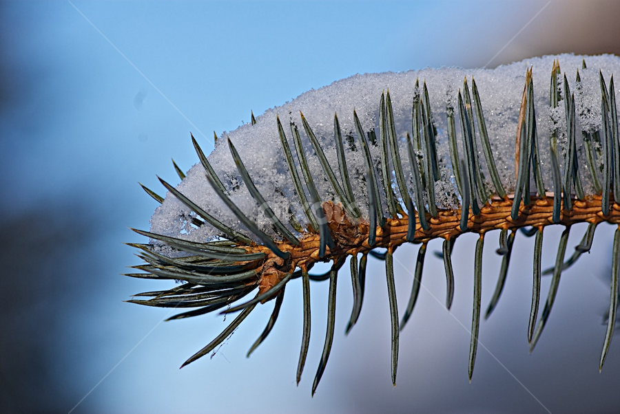 Spruce Branch by Doug & Coleen Walkey - Nature Up Close Trees & Bushes
