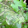 Fall webworm moth