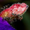 Ants & Mites