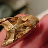 Angle Shades Moth