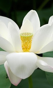 download Lotus Wallpapers HD free
