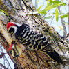 Nutall's woodpecker.[Series 2]