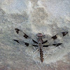 Common Whitetail Dragonfly (female)