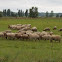 Hungarian sheep