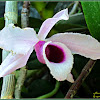 Sanggumay, Purple Rain Orchid