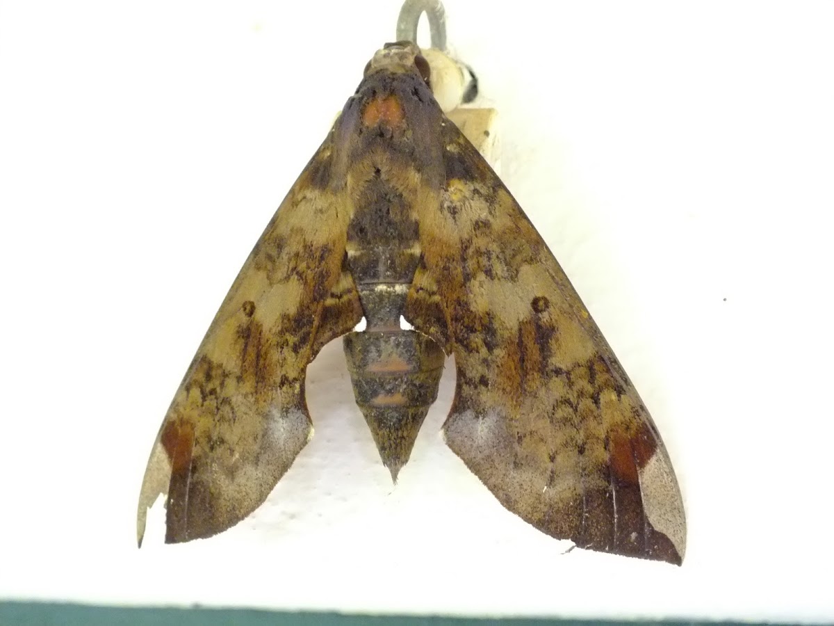 Fig sphinx moth