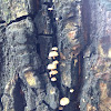 Bark mycena